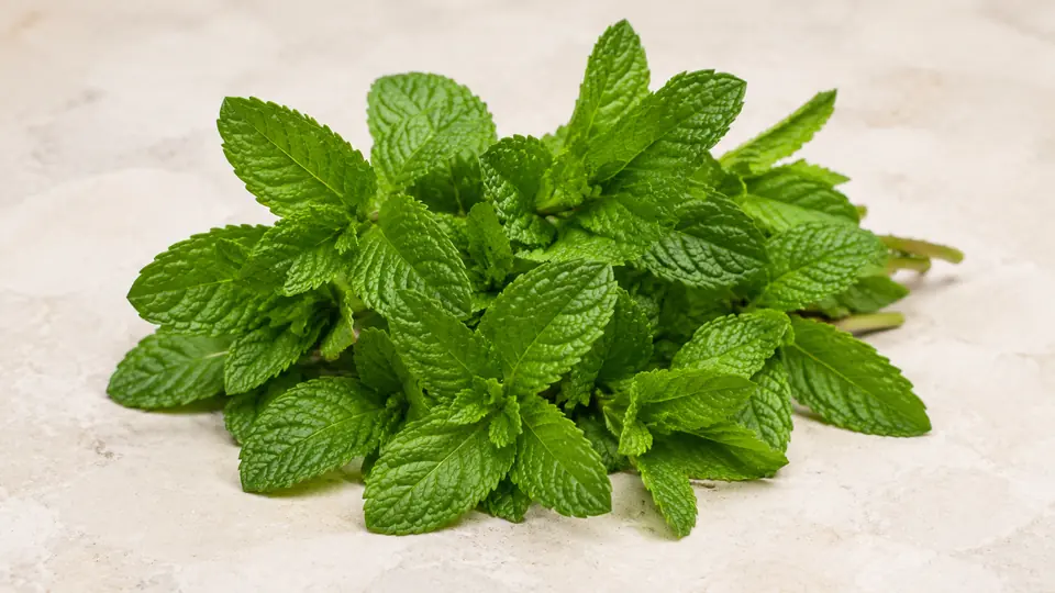 Fresh mint leaves for a refreshing scalp care routine