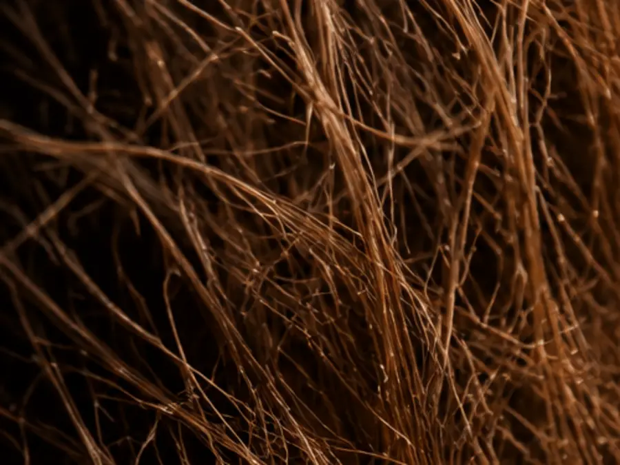 Dry and frizzy hair showing visible moisture loss