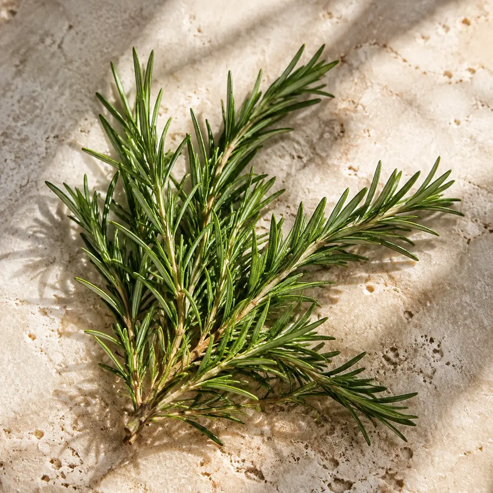 Fresh rosemary used in botanical scalp and hair care