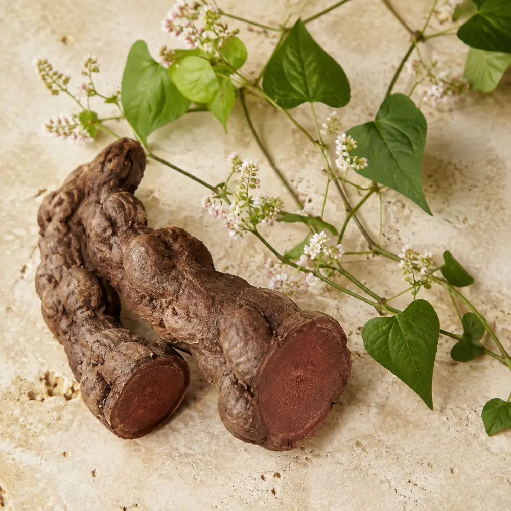 Polygonum botanical used in PURC hair care routines