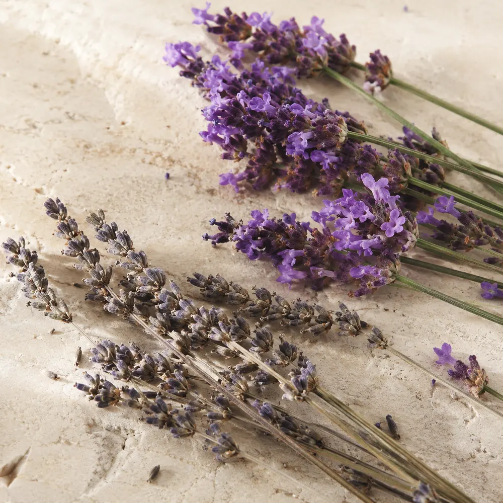 Lavender flowers for an aromatic hair care ritual
